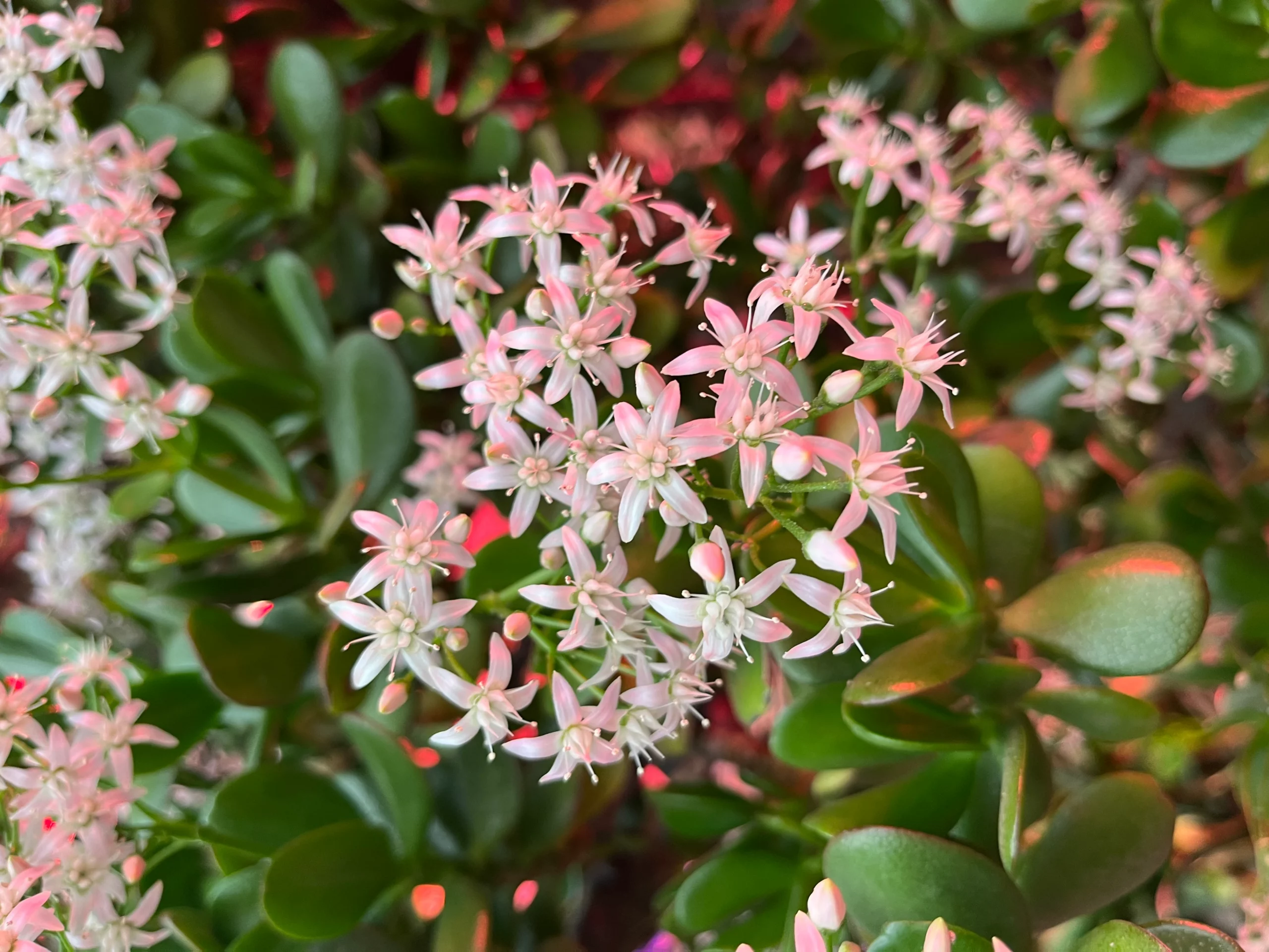 Klynger af små, stjerneformede, hvide blomster blomstrer mellem blanke, grønne blade på en jadeplante med en blød, rosa belysning i baggrunden.