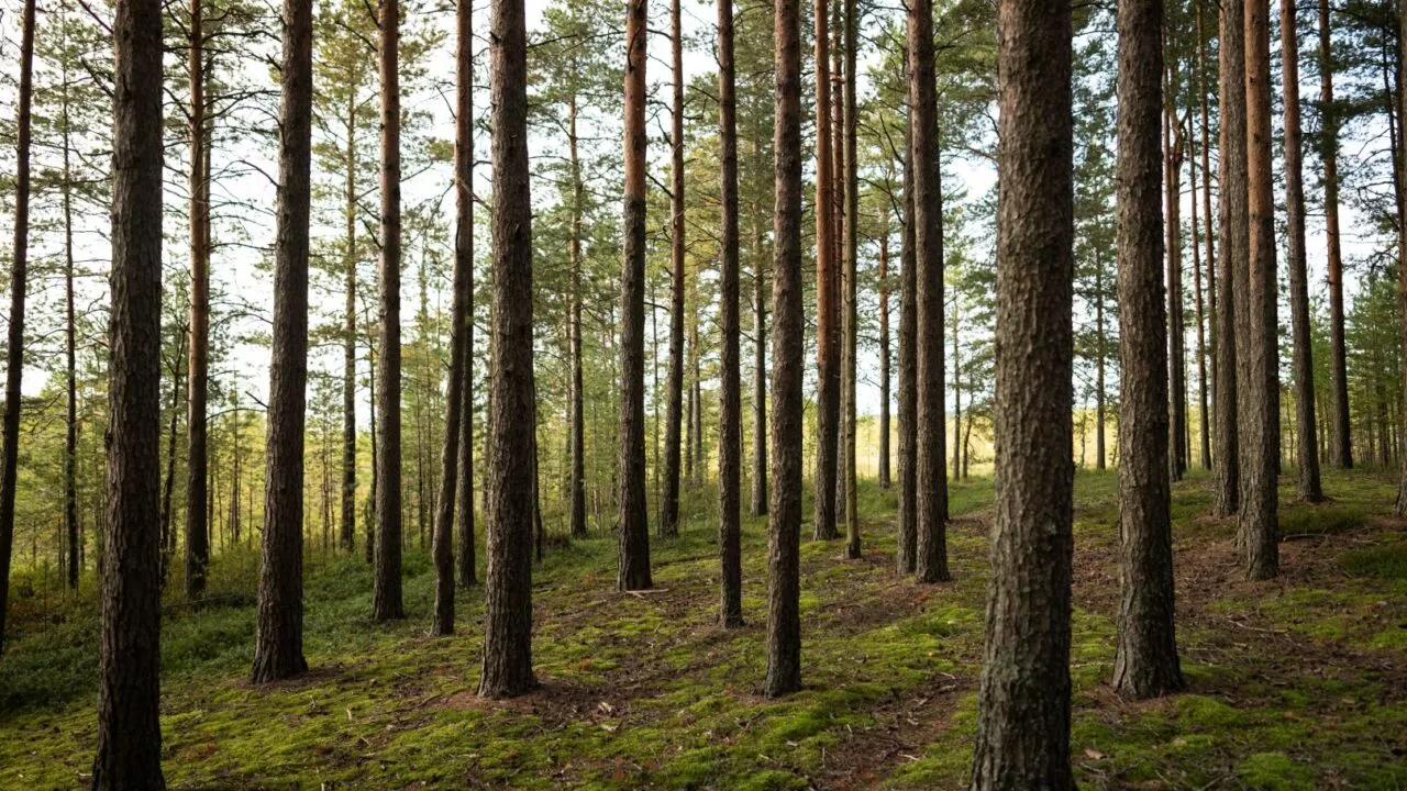 En solbeskinnet skov med høje, lige fyrretræer og en grøn, mosdækket skovbund. Sollyset filtreres gennem grenene og skaber en fredelig og naturlig atmosfære.