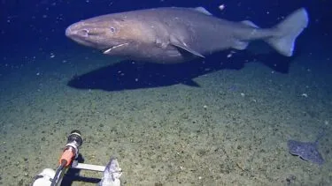 En stor seksgylden haj svømmer nær havbunden, mens et kamera med lys optager under vandet; en mindre fisk og en rokke er synlige på havbunden.