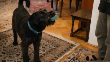 En sort hund med blågrønt halsbånd står på et mønstret tæppe indendørs og kigger op på en person i sandaler og bukser, som er delvist synlig i højre side af billedet.