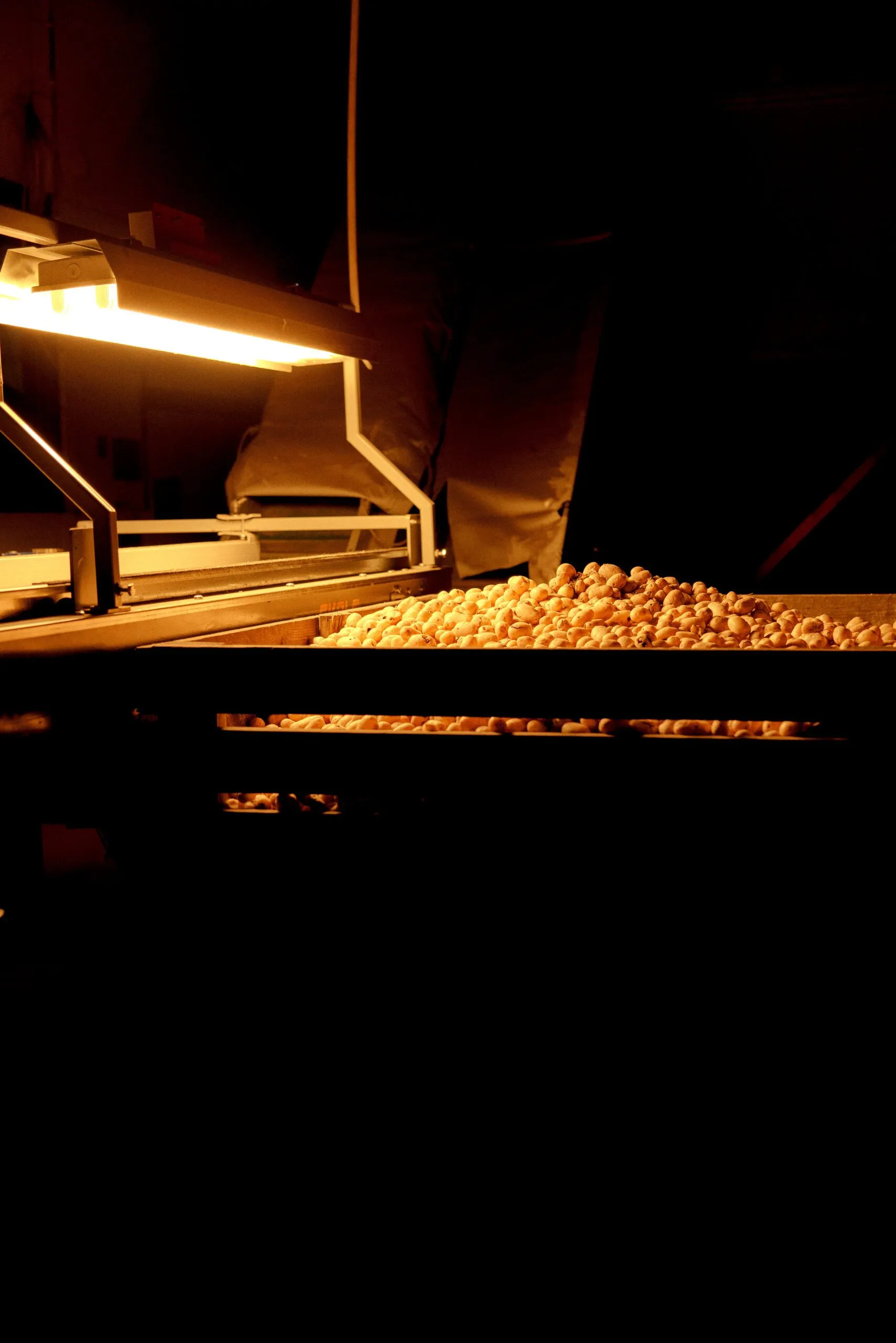 Et transportbånd under en skarp lampe transporterer en stor mængde popcorn i et mørkt industrimiljø.