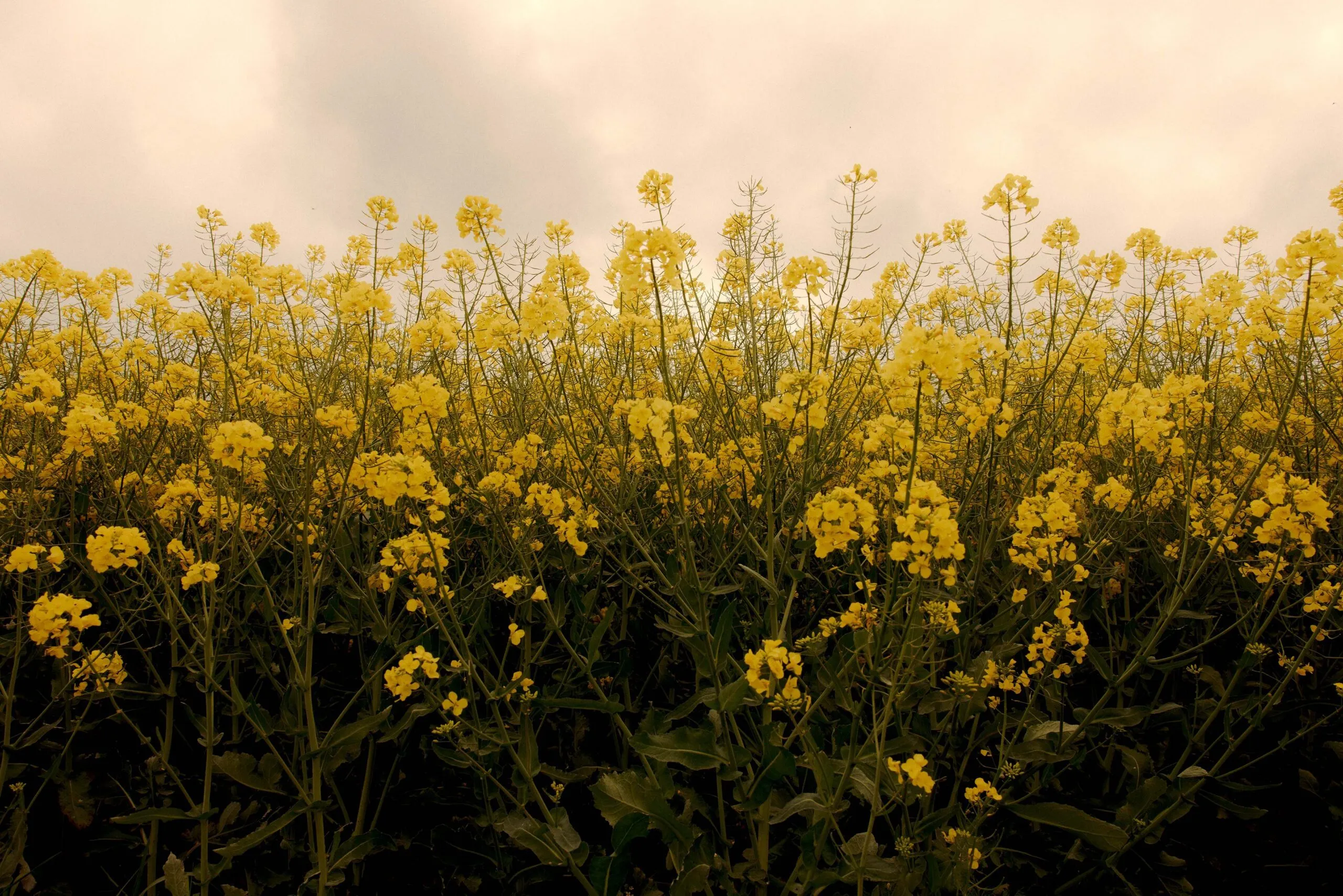 Et tæt felt af blomstrende gule blomster strækker sig opad under en overskyet himmel og skaber en lys og levende scene med grønne stængler og blade, der er synlige blandt blomsterne.