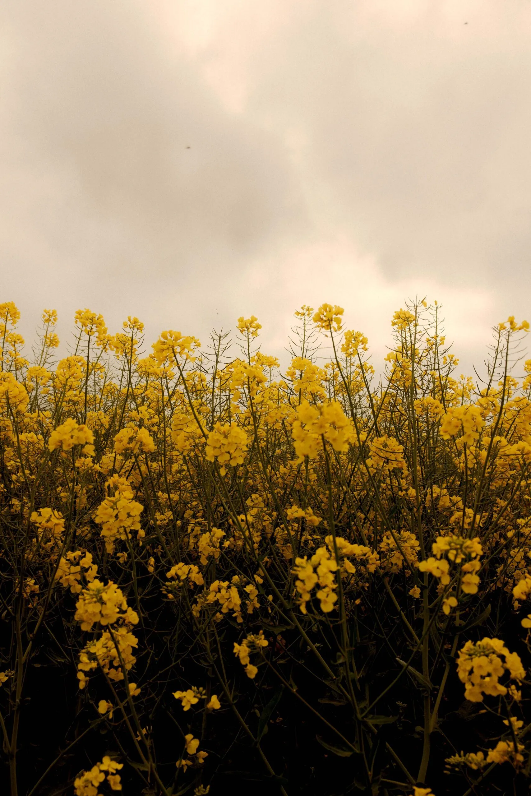 Et tæt felt af blomstrende gule blomster strækker sig opad under en overskyet himmel og skaber en lys og levende scene med grønne stængler og blade, der er synlige blandt blomsterne.