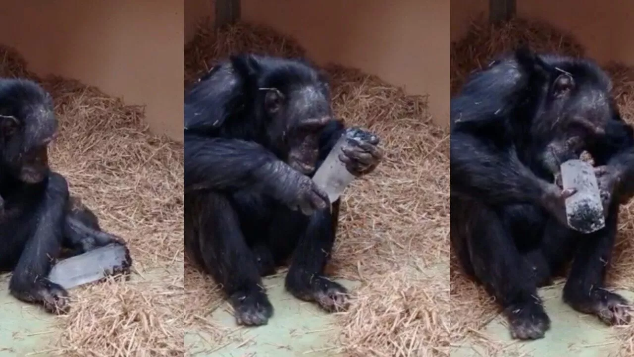En chimpanse sidder på hø i et skjul og holder og undersøger en isblok i sine hænder i en sekvens på tre billeder.