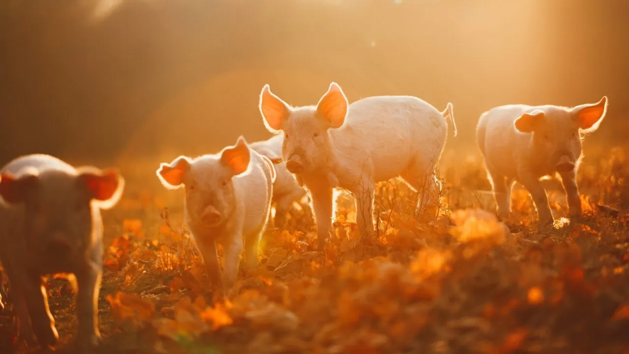 Fire smågrise står og går på en solbeskinnet mark dækket af efterårsblade, oplyst af varmt, gyldent sollys i baggrunden.