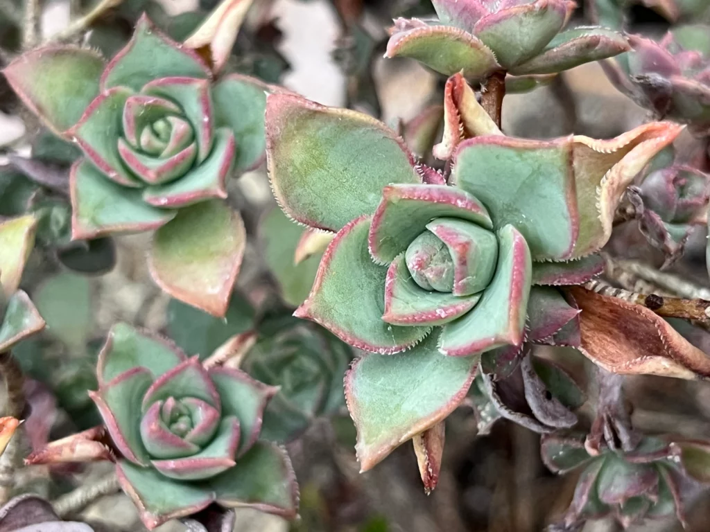 Nærbillede af grønne og pinkfarvede sukkulentplanter med rosetformede blade, der viser indviklede mønstre og teksturer i naturlig udendørs belysning.