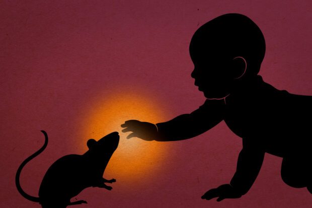 Berygtet forsøg fremprovokerede fobi hos baby