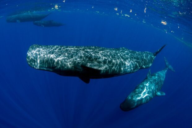 Kaskelothvalers kommunikation ligner menneskers sprog overraskende meget