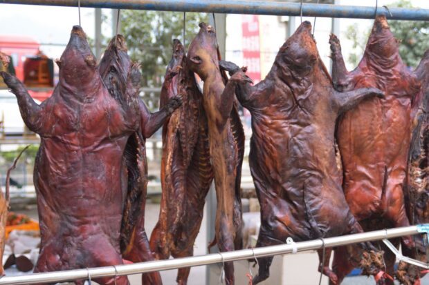 Næsten halvdelen af handlede vilde dyr bærer på sygdomsfremkaldende smittestoffer