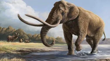 En stor, forhistorisk elefant med lange, buede stødtænder går gennem lavt vand med antilopelignende dyr, der græsser på en græsslette, og træer i baggrunden under en delvist overskyet himmel.