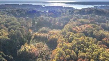 Luftfoto af en tæt skov med træer i efterårsfarver, sollys, der skaber pletter af lys og skygge, og en stor vandmasse i baggrunden under en klar himmel.