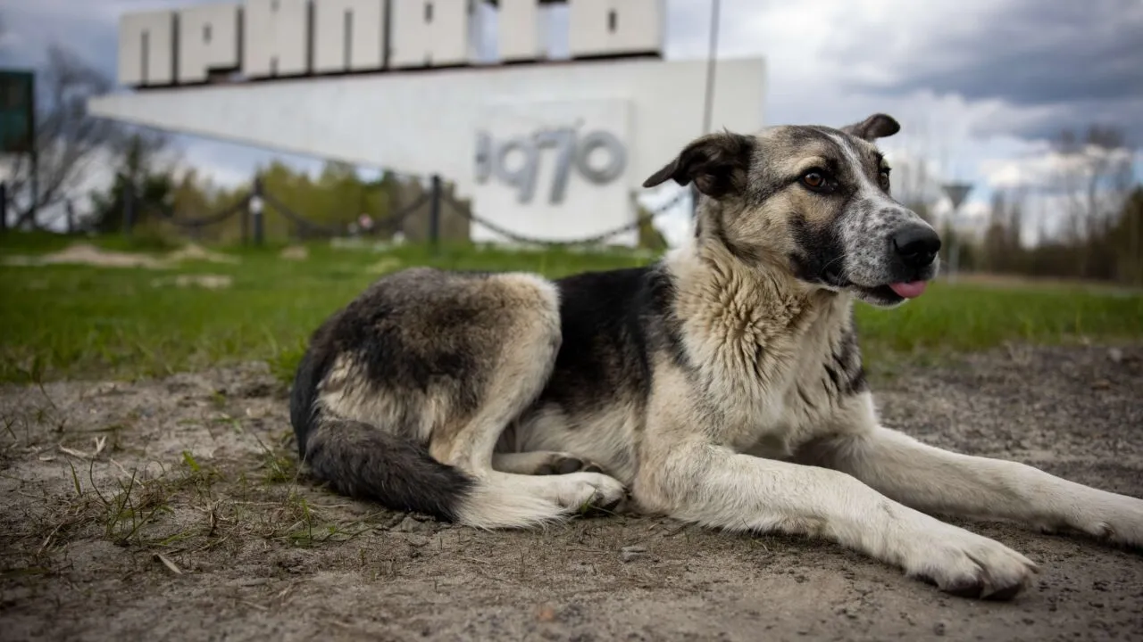 En herreløs hund ligger på jorden med tungen ud af munden foran et stort, forvitret Pripyat-skilt under en overskyet himmel med grønne områder i baggrunden.