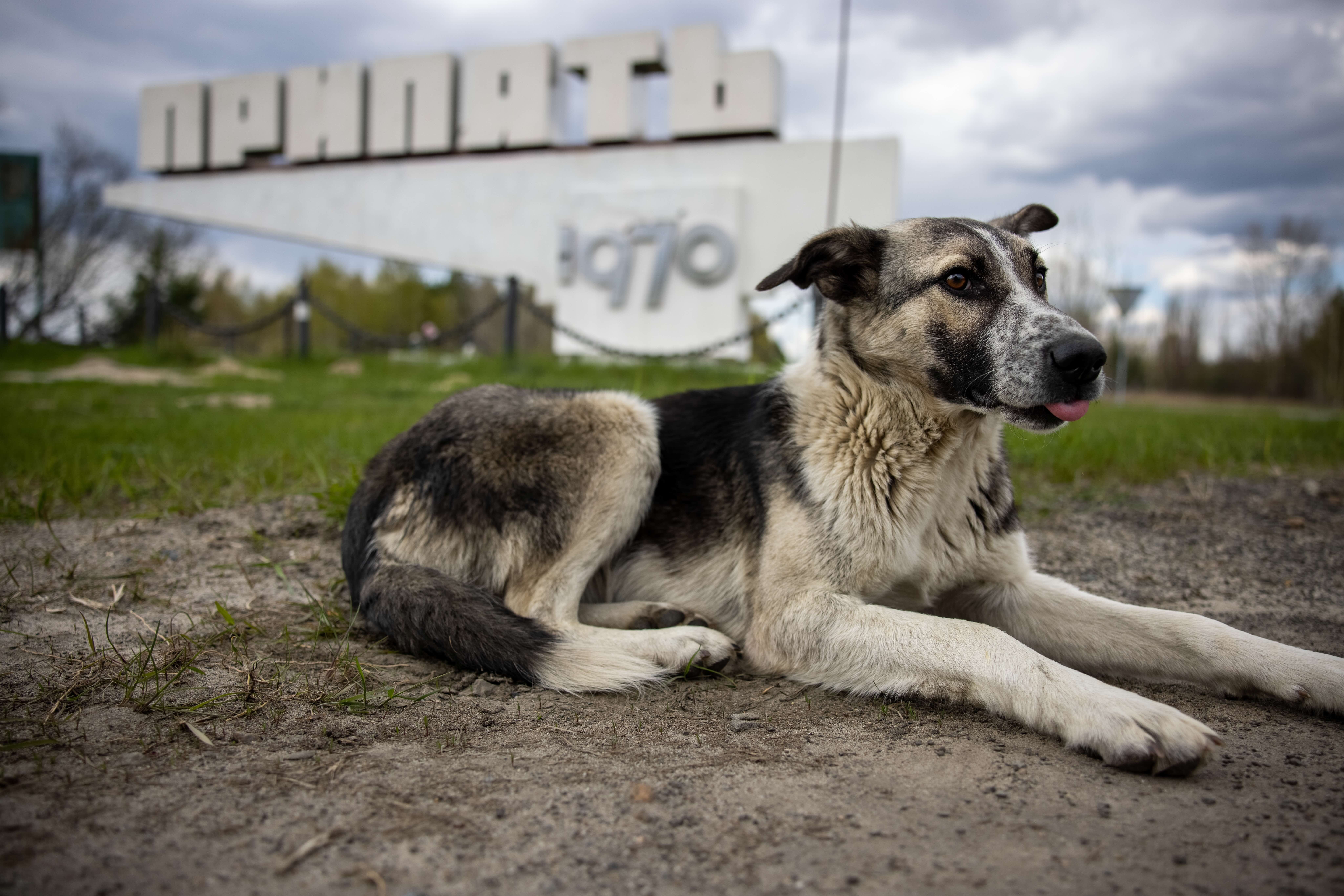 Myten om Tjernobyls radioaktive hunde skygger for den egentlige historie episode artwork