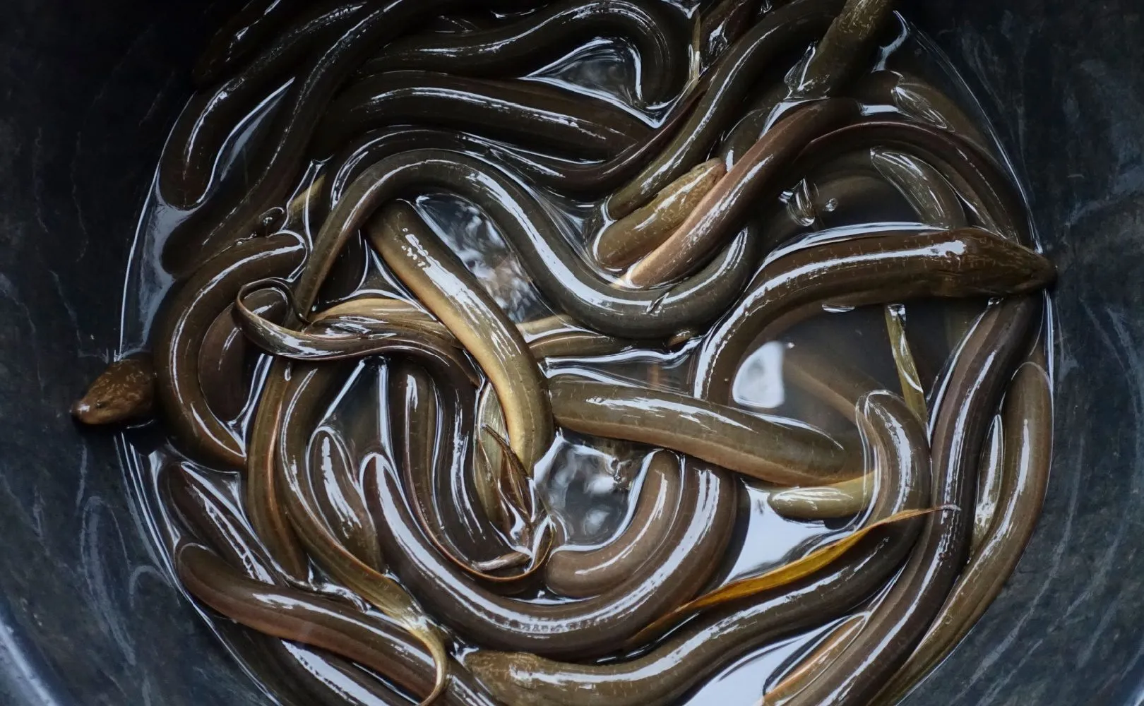 En gruppe levende brunål er viklet ind i hinanden i en lavvandet beholder og viser deres glatte, skinnende kroppe og slimede hud.