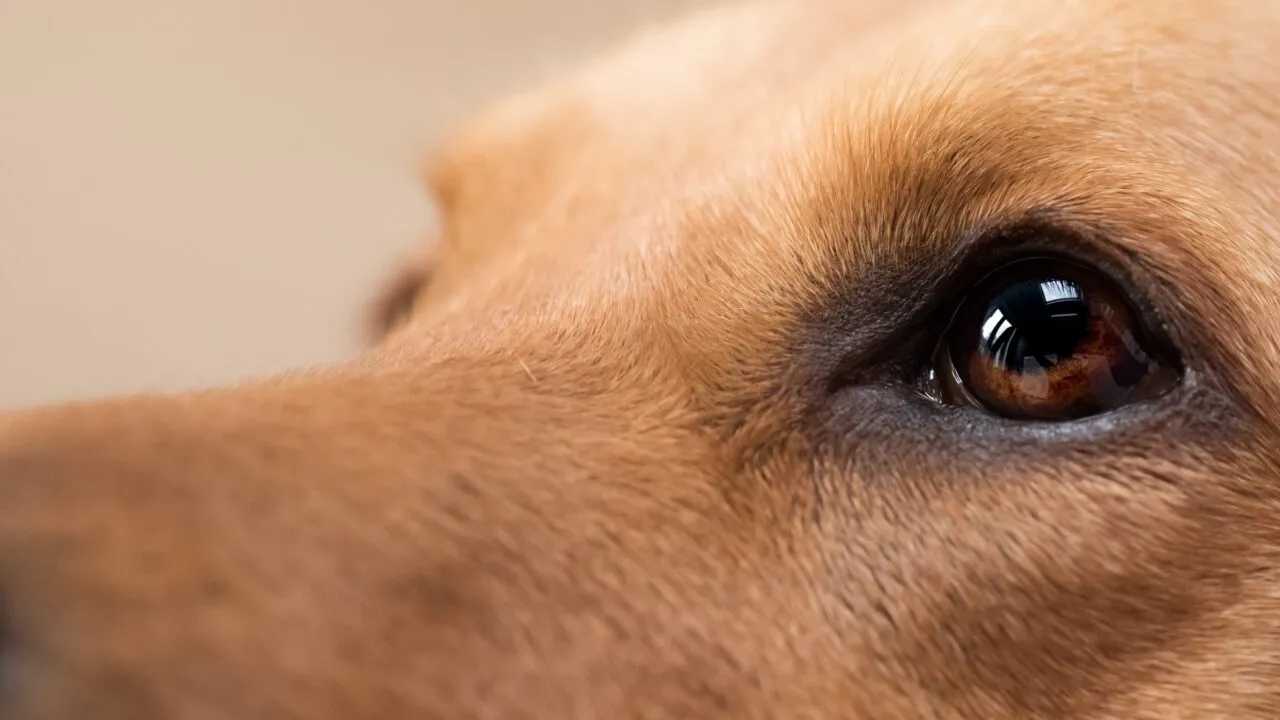 Nærbillede af en hunds ansigt med fokus på dens udtryksfulde brune øjne og lysebrune pels, med en blød, sløret baggrund.