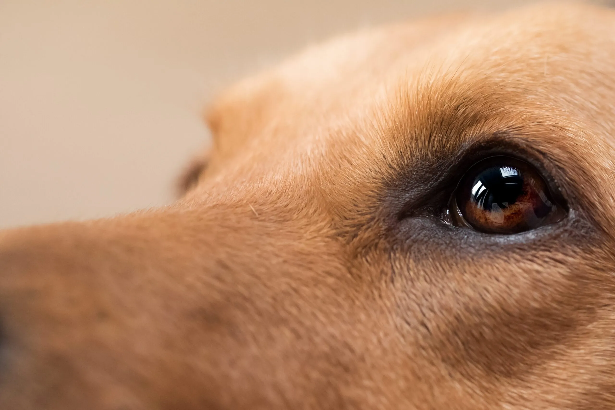 Nærbillede af en hunds ansigt med fokus på dens udtryksfulde brune øjne og lysebrune pels, med en blød, sløret baggrund.