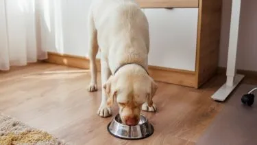 En gul labrador retriever spiser af en metalskål på et trægulv i et solbeskinnet rum med lyse møbler og et tæppe i nærheden.