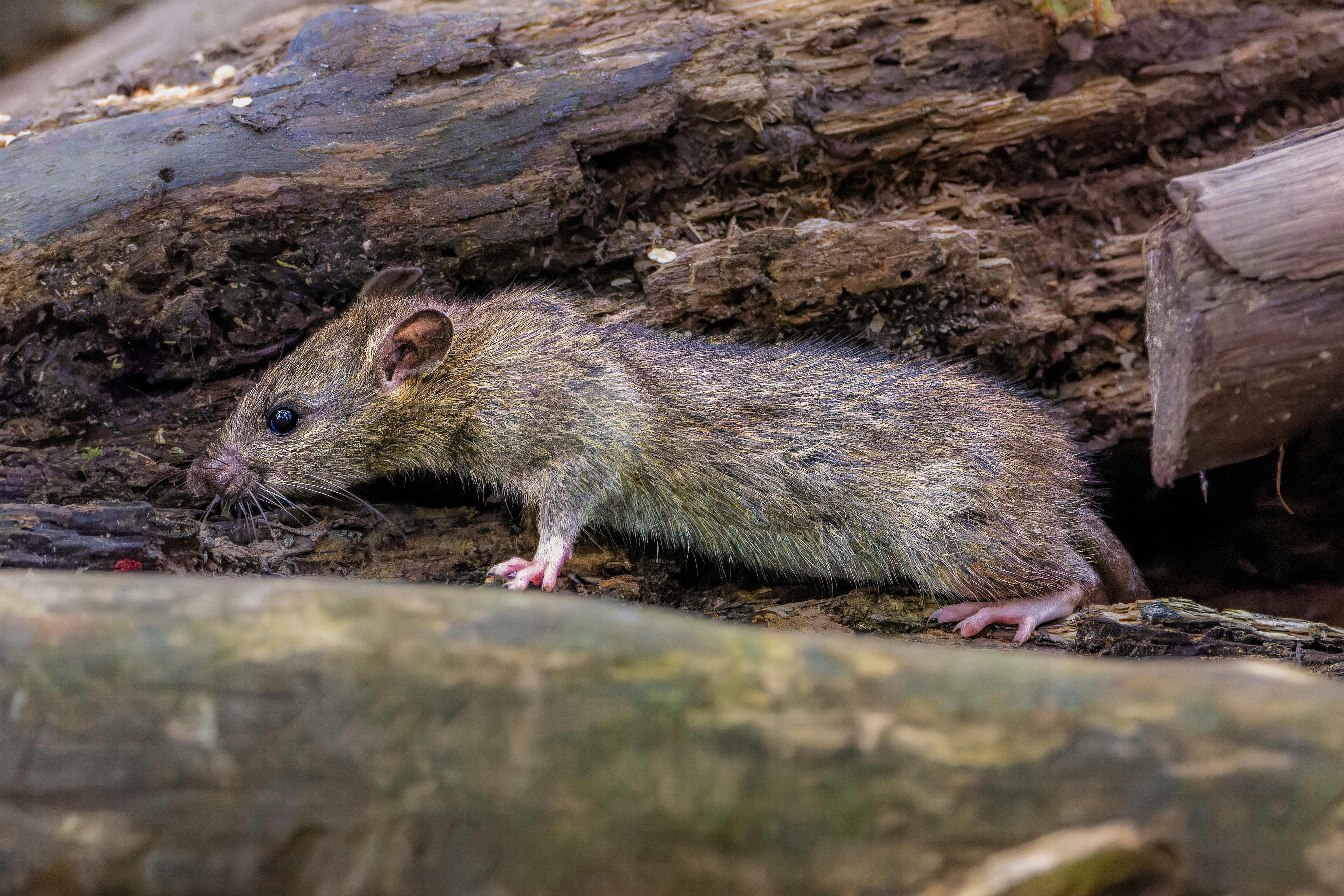 Forsker: Hantavirus er farlig, men forstå, hvorfor den ikke bliver den næste pandemi