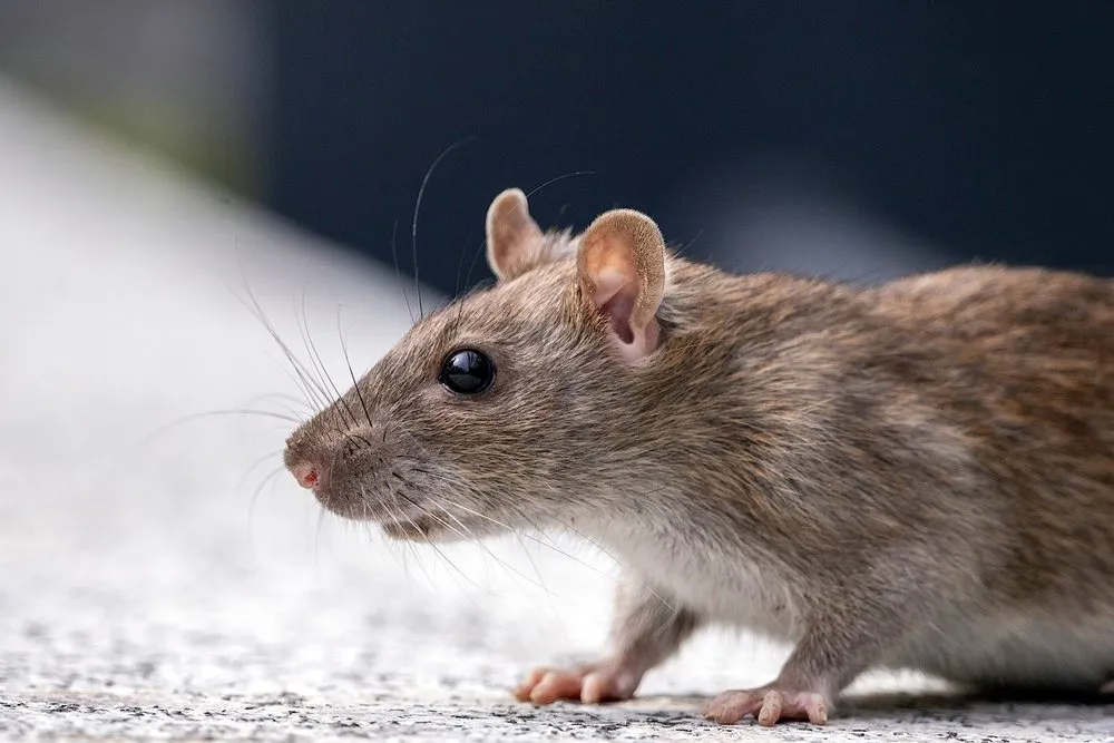 Et nærbillede fra siden af en brun rotte med store ører og mørke øjne, der står på en lys overflade. Baggrunden er sløret og mørk, hvilket gør rotten til hovedfokus.