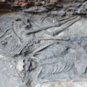 To menneskeskeletter, der er delvist afdækket i en arkæologisk udgravning, ligger side om side i mørk jord med synlige knogler og kranier.