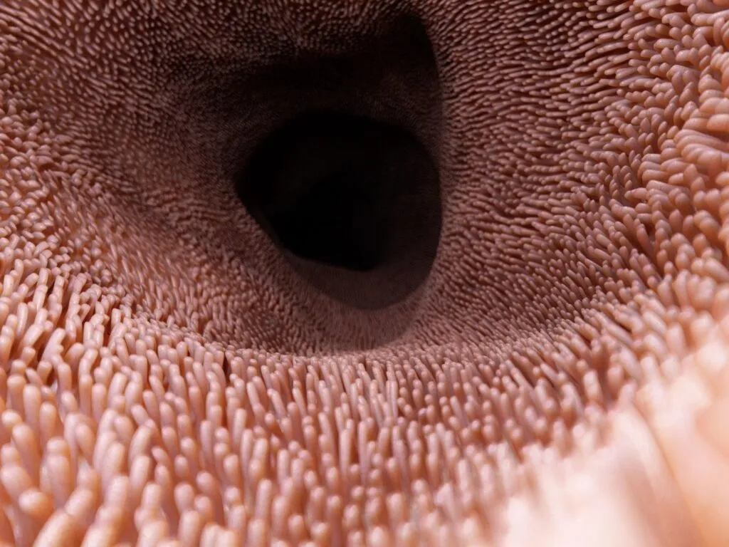 Villi er bitte små fimrehår i tarmen, der gør at overfladearealet mangedobles. Des mere flade, des bedre kapacitet til at optage næringsstoffer fra tarmen. Illustration: Shutterstock