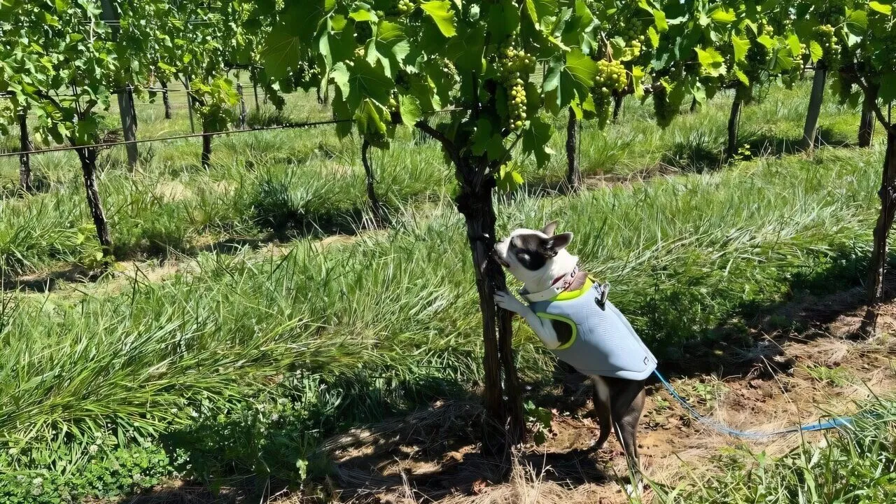 En lille hund iført en lysegrå skjorte står på bagbenene med forpoterne på en vinranke i en vinmark, omgivet af grønne blade og græs på en solrig dag.