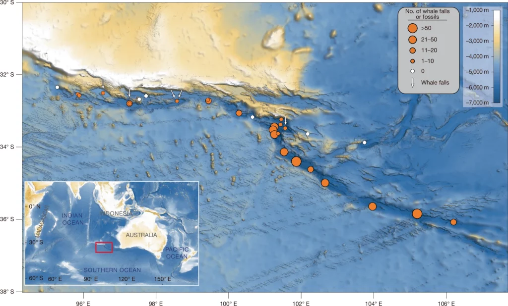 Kort, der viser placeringen af hvalkadaver eller fossiler i Det Indiske Ocean, markeret med orange cirkler, hvis størrelse afspejler mængden. Et indsat kort fremhæver det bredere område omkring Australien og Indonesien med en rød ramme. Havdybderne er farvekodede.