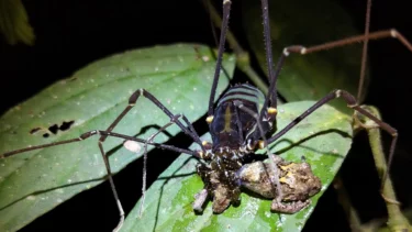 Et nærbillede af en mørk høstmand (Opiliones) med lange, tynde ben, der spiser en lille frø, mens den står på et grønt blad om natten.