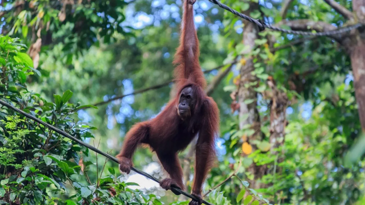 En orangutang hænger i en arm fra et reb i en frodig grøn skov og bruger sine andre lemmer til at balancere på et andet reb nedenfor, omgivet af tæt løv og træer.