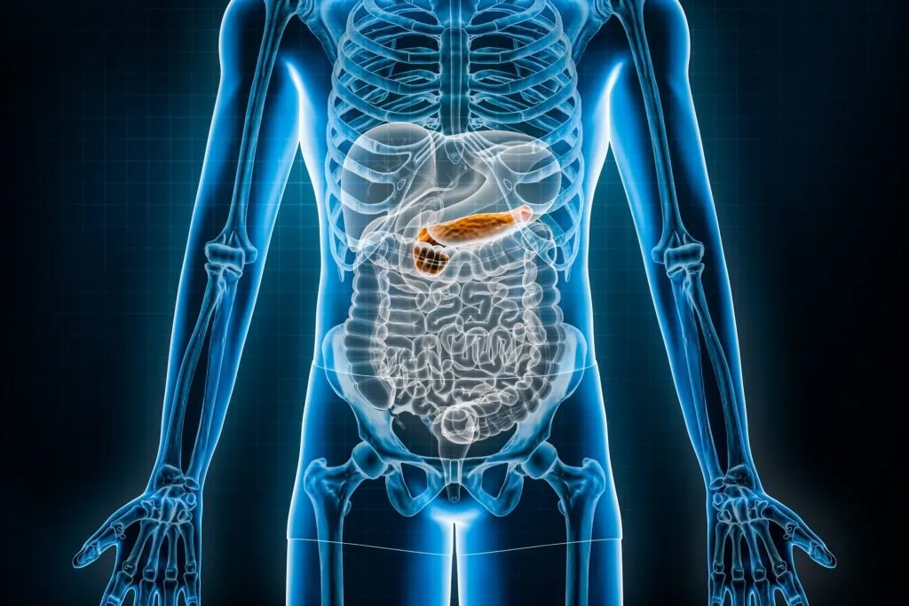 En digital illustration af en menneskelig torso, der viser skeletet og de indre organer, hvor bugspytkirtlen er fremhævet i brunt og orange i bughulen.