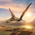 En stor pterosaurus med udstrakte vinger flyver over et stenet forhistorisk landskab ved solnedgang med en fisk i næbbet. Solen gløder nær horisonten, og en anden pterosaurus er synlig på den fjerne himmel.