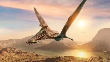 En stor pterosaurus med udstrakte vinger flyver over et stenet forhistorisk landskab ved solnedgang med en fisk i næbbet. Solen gløder nær horisonten, og en anden pterosaurus er synlig på den fjerne himmel.