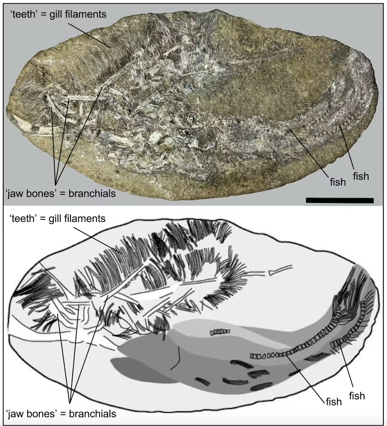 Et fossil med mærkede dele: kæbeknogler (branchier), tænder (gællefilamenter) og en fisk. Nedenfor ses en sort-hvid illustration af fossilet, som fremhæver de mærkede dele. Skala for størrelsesreference.