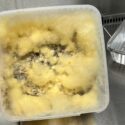 En hånd iført en handske holder en gennemsigtig plastbeholder fyldt med tæt, luftigt, gult skimmel, der vokser på et mørkt stof, og som står på en metaloverflade tæt ved en metalbakke.