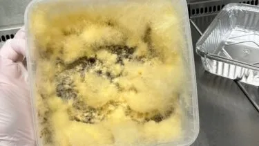 En hånd iført en handske holder en gennemsigtig plastbeholder fyldt med tæt, luftigt, gult skimmel, der vokser på et mørkt stof, og som står på en metaloverflade tæt ved en metalbakke.
