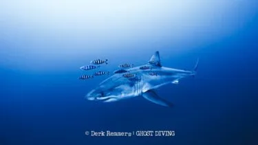 En blåhaj svømmer i dybtblåt vand, ledsaget af en flok stribede pilotfisk. Billedet er taget af Derk Remmers og GHOST DIVING.