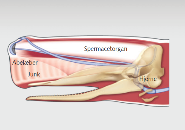 Tværsnit af et hvalhoved med danske betegnelser, der viser spermaceti-organet, hjernen (hjerne), junk og abelæber. Billedet fremhæver de indre anatomiske strukturer.