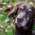 Et nærbillede af en ældre brun hund med grå snude og udtryksfulde øjne, der ligger på grønt græs med nogle faldne blade i baggrunden.