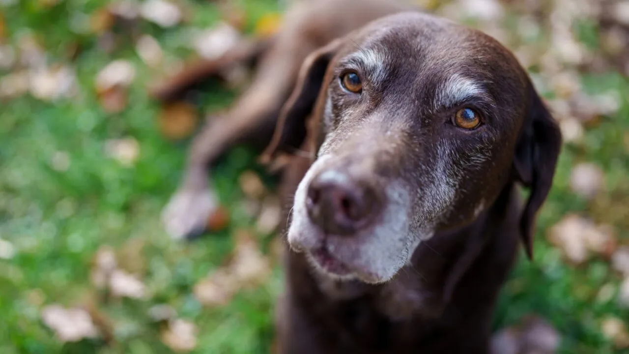 Et nærbillede af en ældre brun hund med grå snude og udtryksfulde øjne, der ligger på grønt græs med nogle faldne blade i baggrunden.