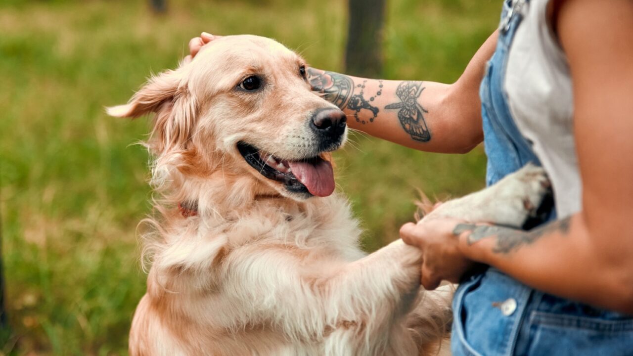 En glad golden retriever står på bagbenene og lægger forpoterne på en persons arm. Personen, der er iført en denimoveralls og har tatoveringer, klapper hunden udendørs på en græsplæne.