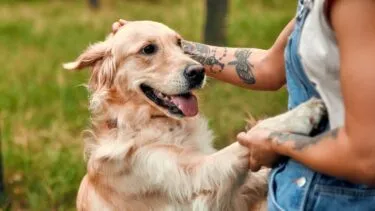 En glad golden retriever står på bagbenene og lægger forpoterne på en persons arm. Personen, der er iført en denimoveralls og har tatoveringer, klapper hunden udendørs på en græsplæne.