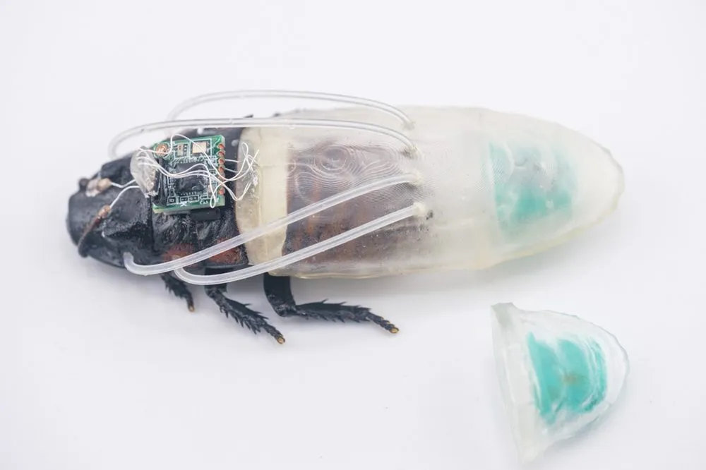 Et stort insekt med et gennemsigtigt plastskal og påmonterede elektroniske komponenter ligger på en hvid overflade; et stykke af skallen er fjernet og lagt ved siden af.