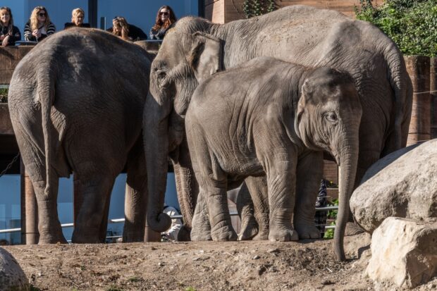 Elefanter i zoo lever markant længere end for 60 år siden