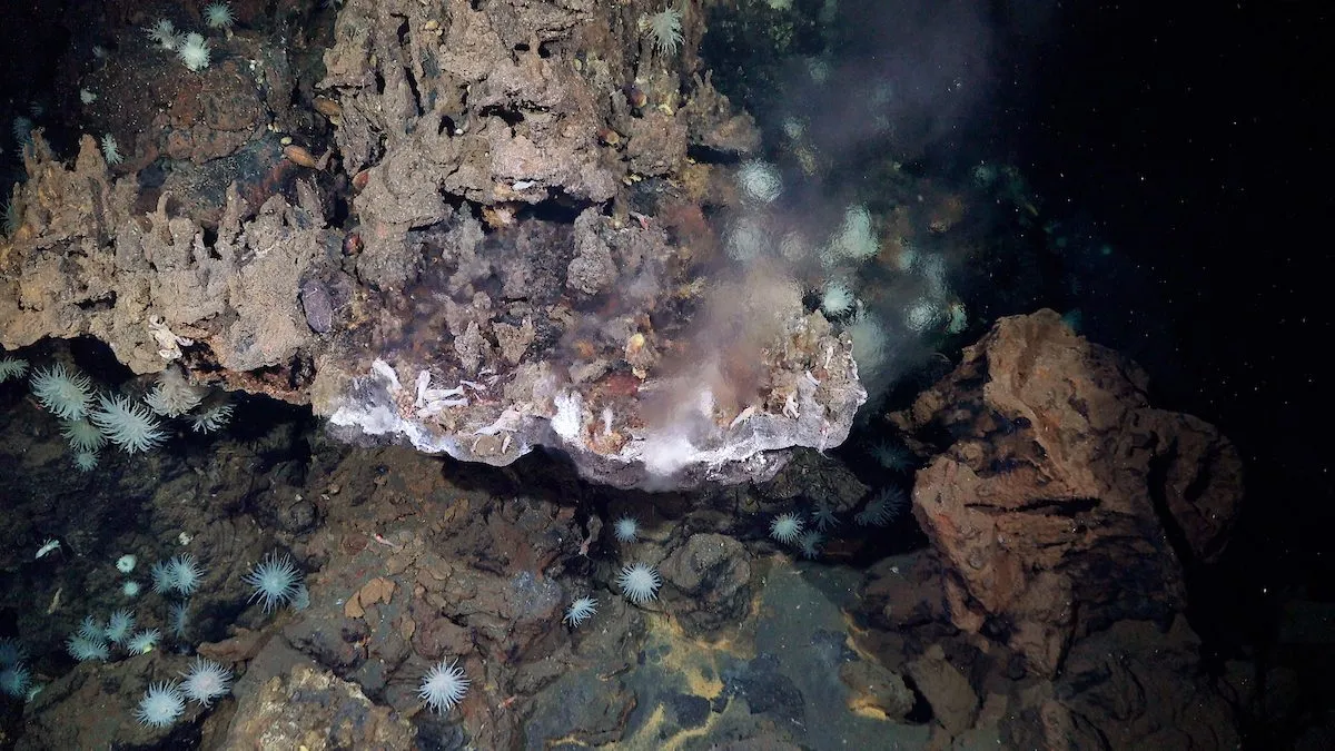 En hydrotermisk kilde under vandet, der udleder mørk røg, omgivet af klippeformationer og hvide søanemoner, der sidder fast på klipperne i det dybe hav.