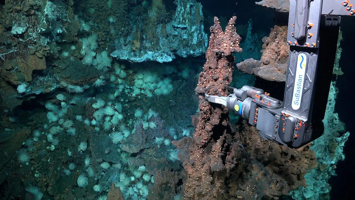 En robotarm fra Subastian indsamler en prøve fra en stenet hydrotermisk kilde, der er omgivet af hvide søanemoner og havdyr på havbunden.