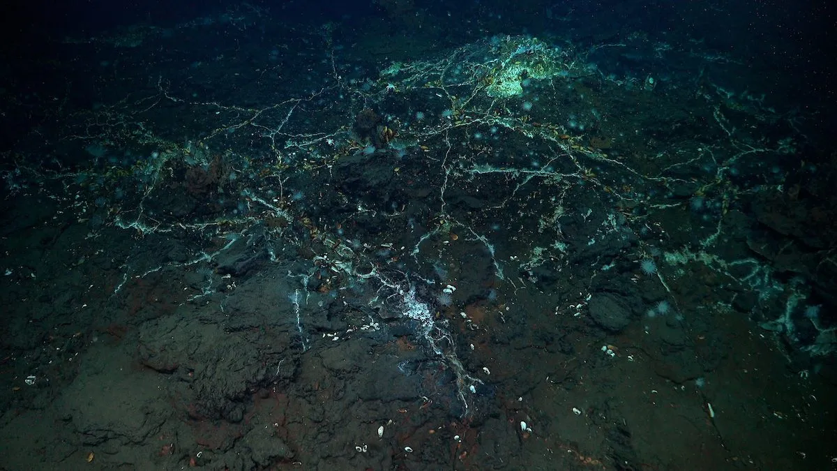 En mørk havbund med forgrenede hvide linjer, der ligner et netværk, spredt med små organismer og sten, oplyst af undervandsbelysning i et ellers mørkt miljø.