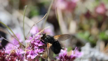 Et nærbillede af en sort flue med gennemsigtige vinger, der sidder på blomster i levende lyserøde og lilla nuancer, med en sløret grøn og brun baggrund.