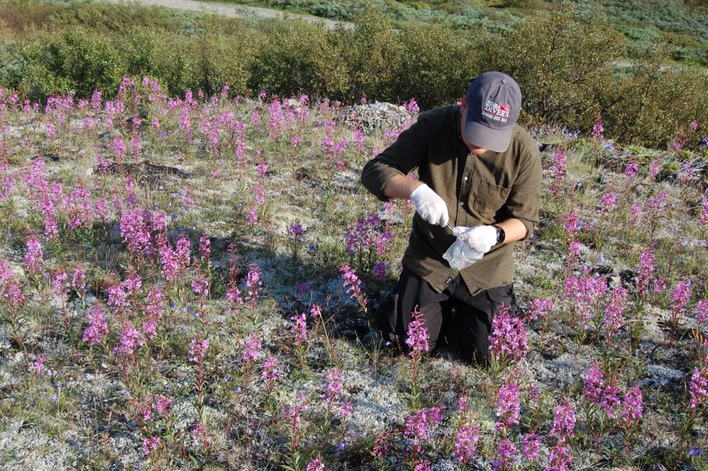 En person iført handsker og en hat knæler i en mark med blomstrende lyserøde vilde blomster og undersøger en prøve med værktøj. I baggrunden ses buske og græs.