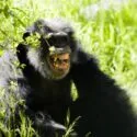 En chimpanse sidder midt i det høje grønne græs og viser tænderne i noget, der ligner et bredt grin eller et skrig, mens sollyset siver igennem løvet.