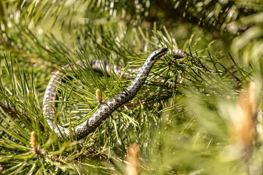 En sort-hvid slange er camoufleret blandt de grønne fyrrenåle på et træ og smelter sammen med sine naturlige omgivelser.